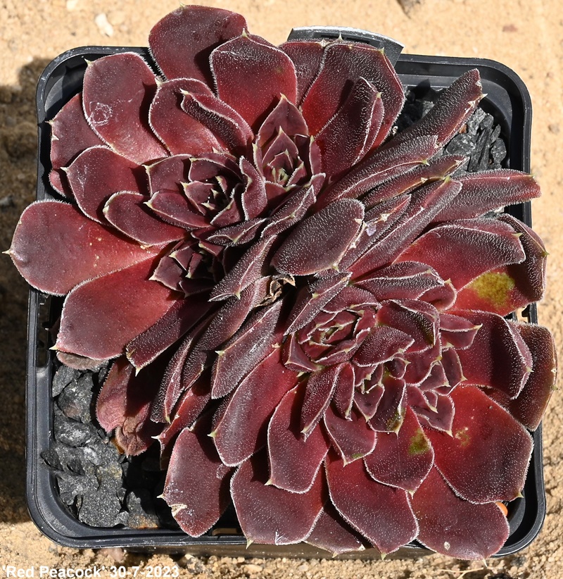 Red Peacock / Jovi