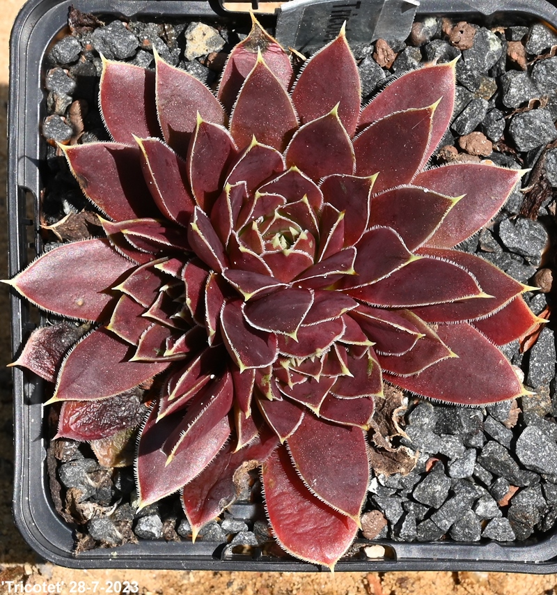 Tricotet / Jovi