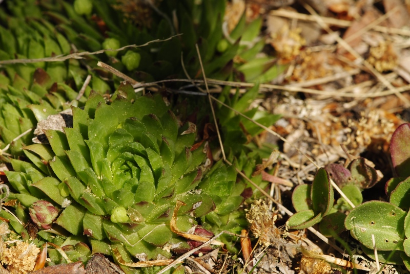 globiferum ssp. hirtum (preissianum) from Kopa