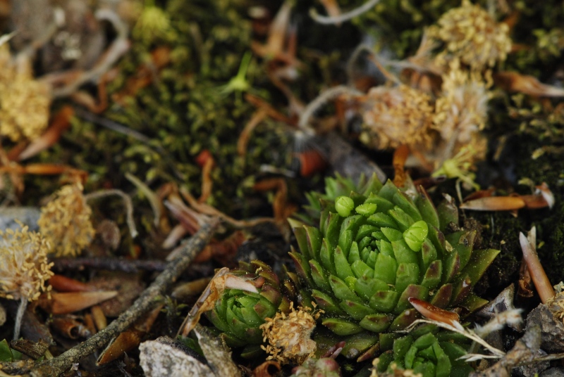 globiferum ssp. hirtum (preissianum) from Kopa