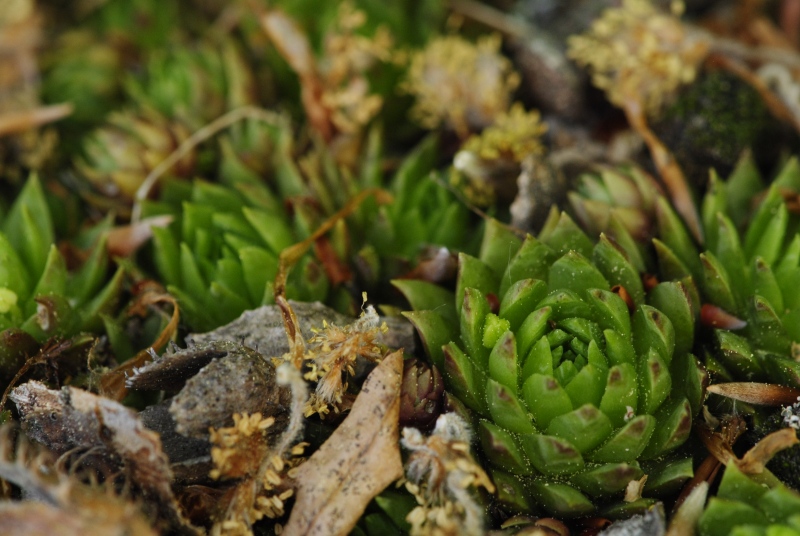 globiferum ssp. hirtum (preissianum) from Kopa