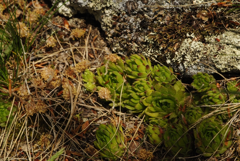 montanum ssp. heterophyllum from Kopa