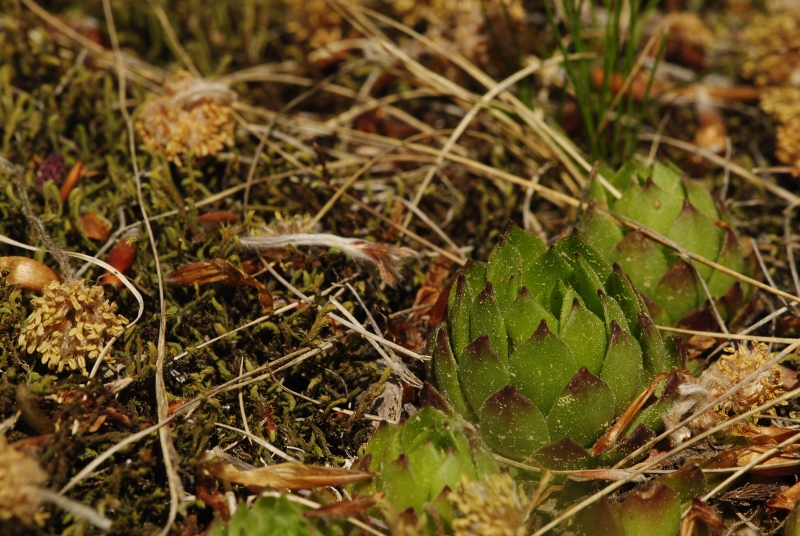 montanum ssp. heterophyllum from Kopa