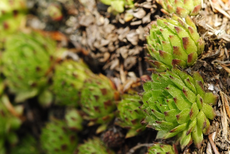 montanum ssp. heterophyllum from Kopa