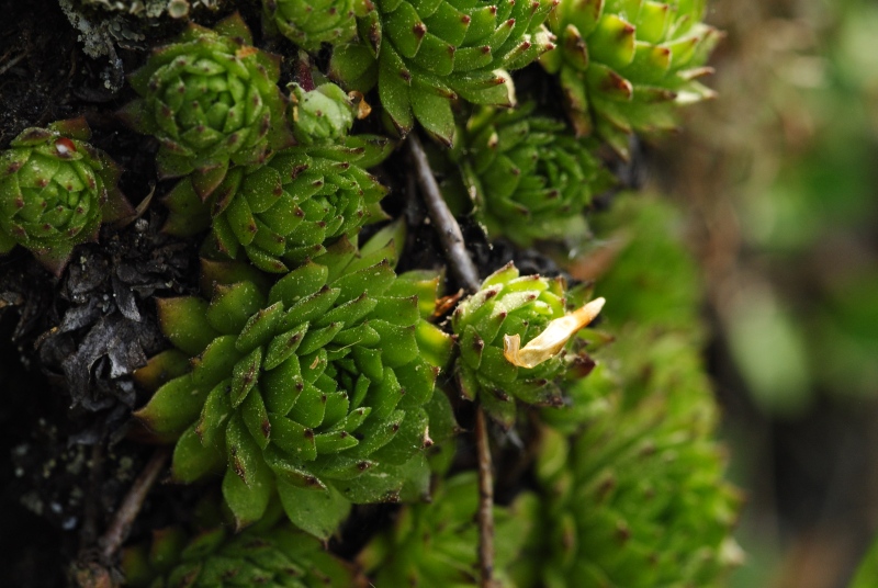 montanum ssp. heterophyllum from Kopa