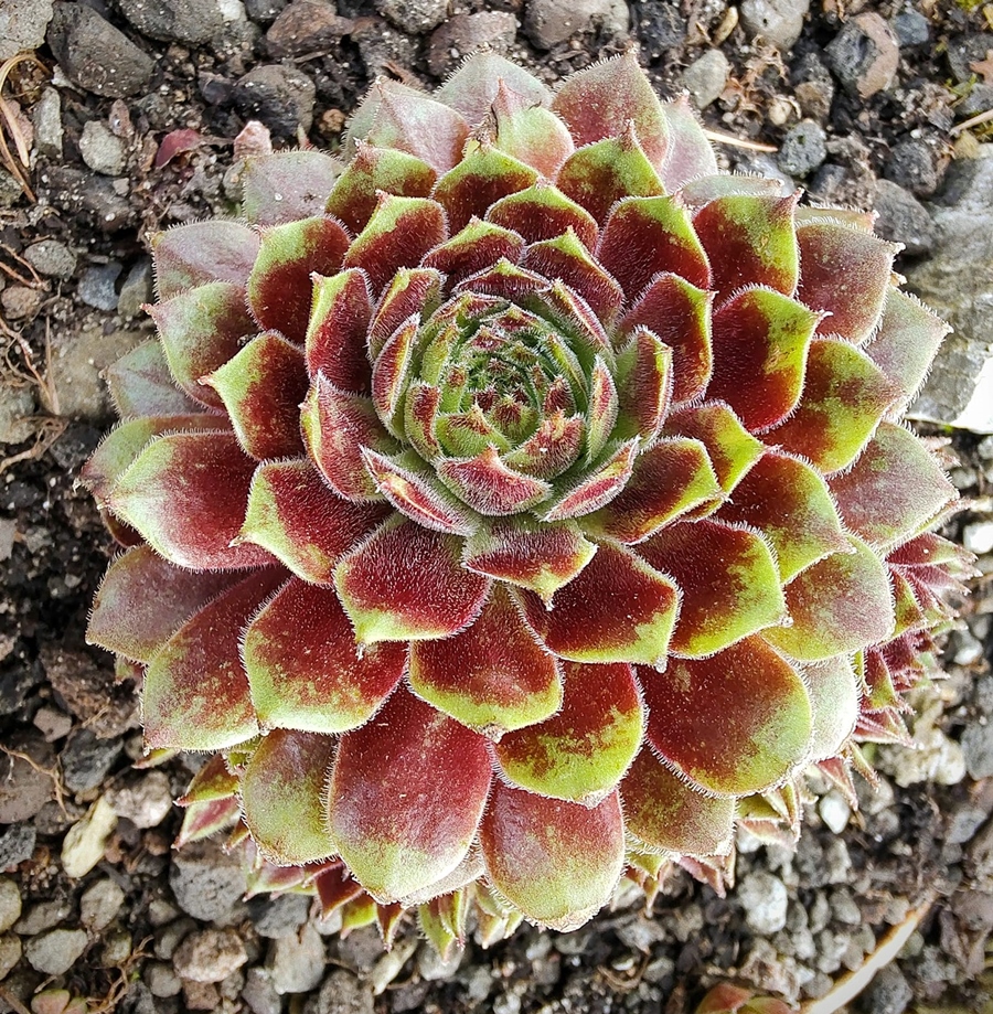 Andrea (Netzfund)