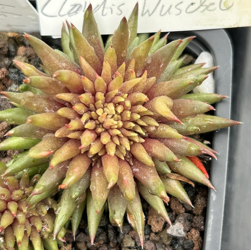 Claudis Wuschel