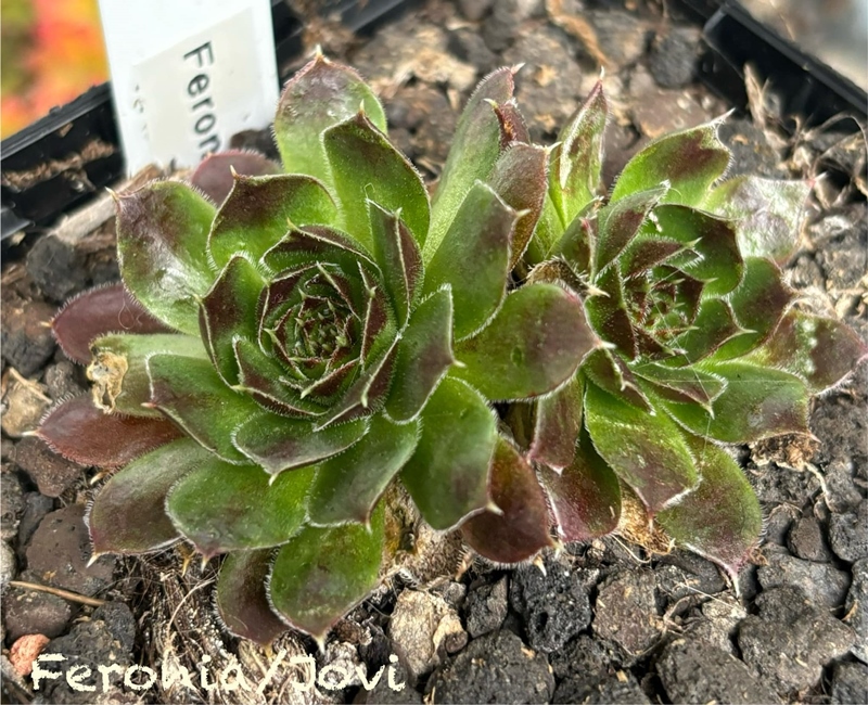 Feronia / Jovi (NNG)