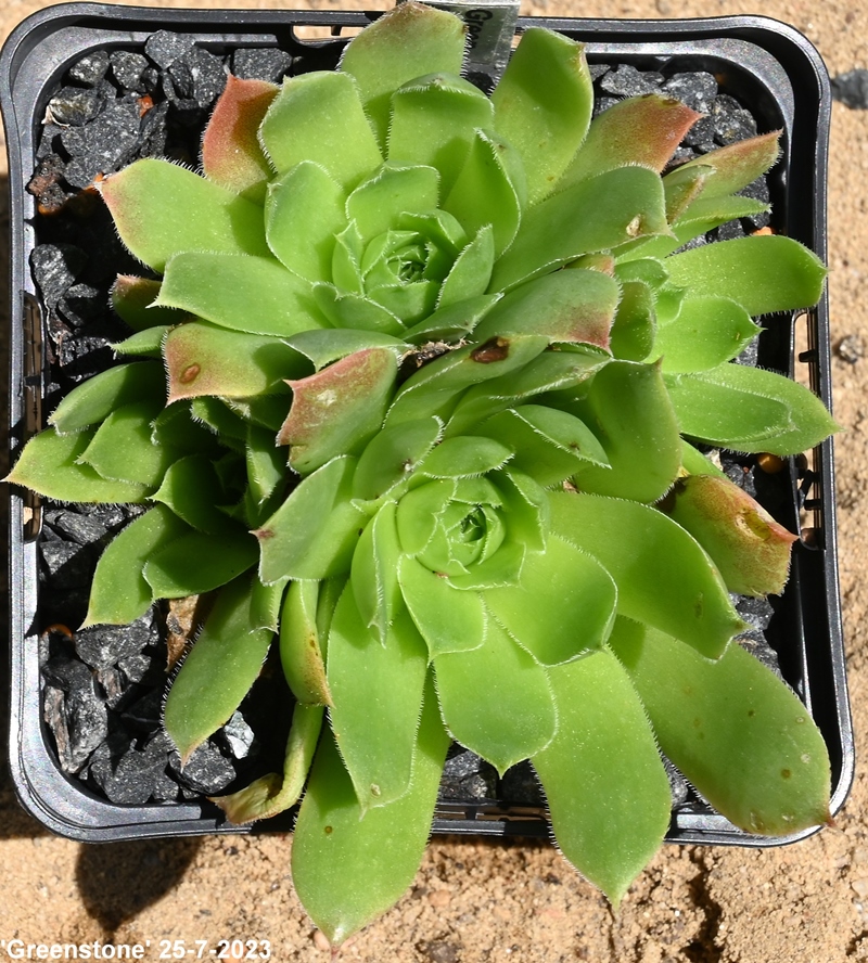 Greenstone / Jovi