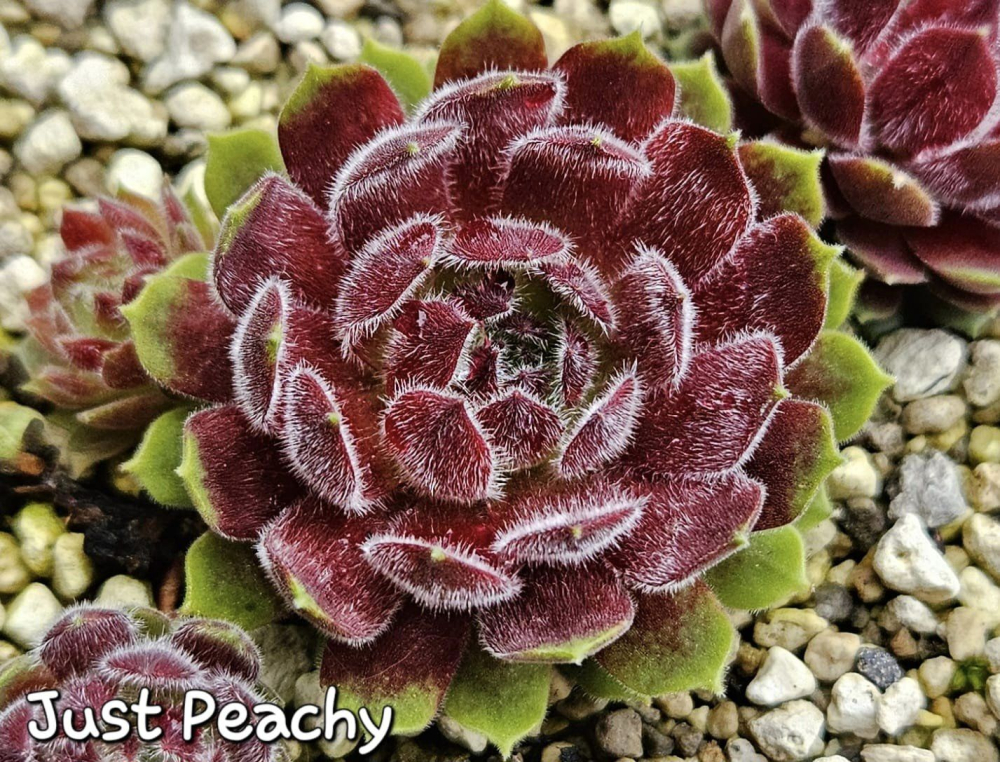 Just Peachy