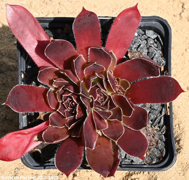 Korspel Purple / Jovi