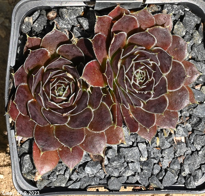 Liesi / Jovi
