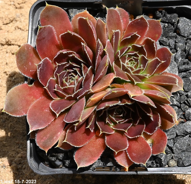 Liesi / Jovi