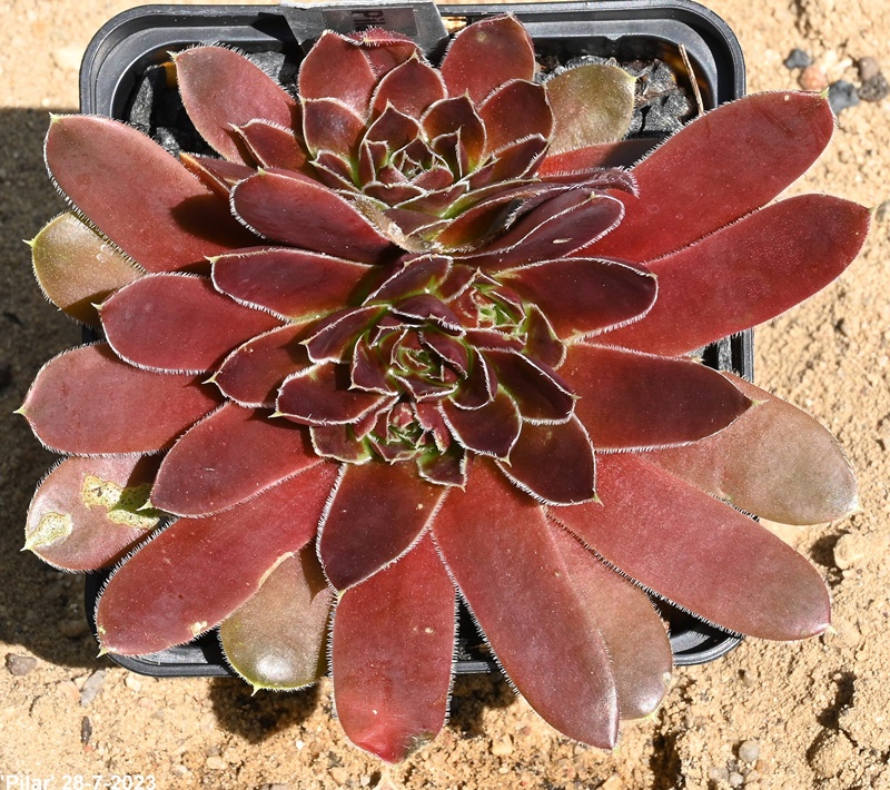Pilar / Jovi