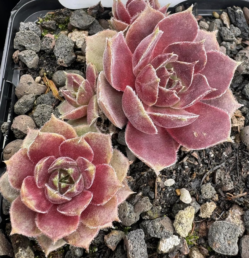 Pink Infusion