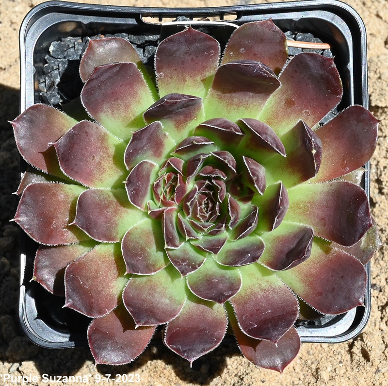 Purple Suzanna / Jovi