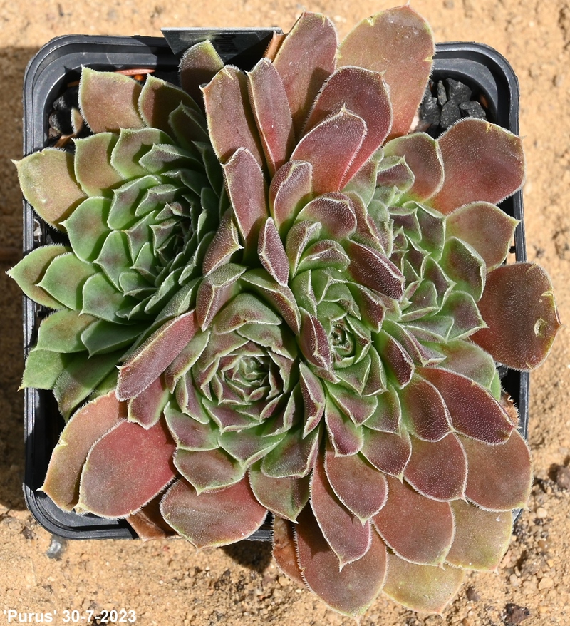Purus / Jovi