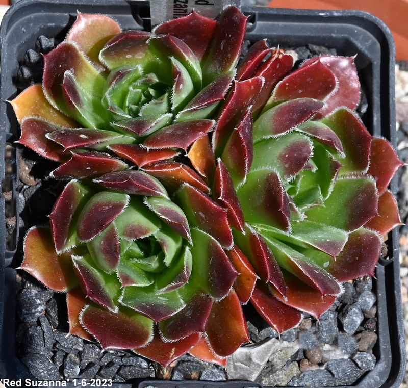Red Suzanna / Jovi