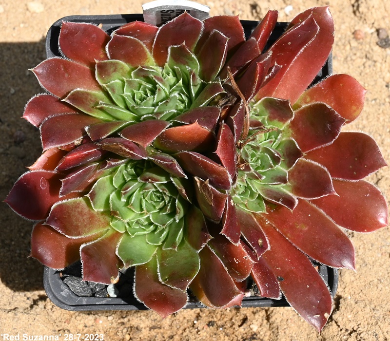 Red Suzanna / Jovi