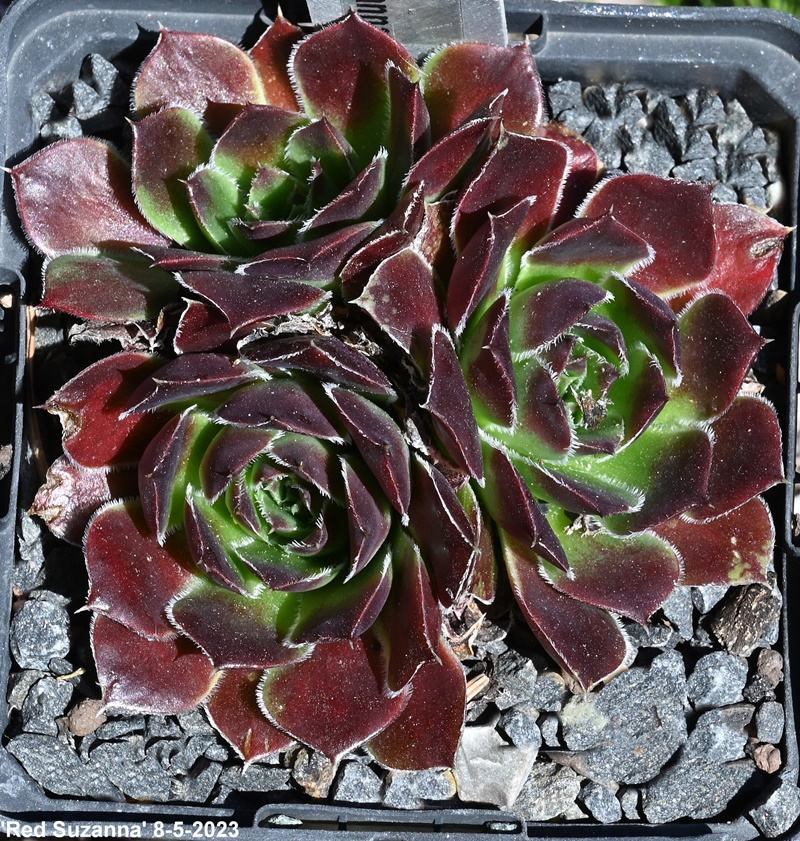 Red Suzanna / Jovi