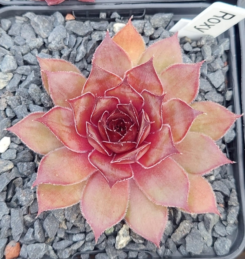 Roxy (NNG)