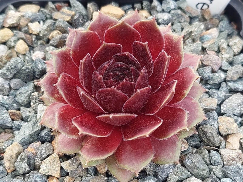 Andrea (Netzfund)
