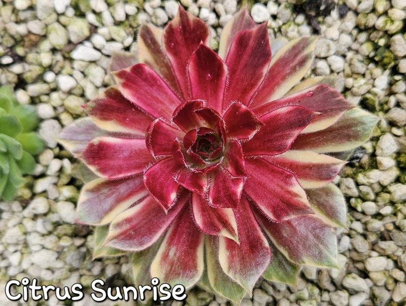Chick Charms® Citrus Sunrise (NG)