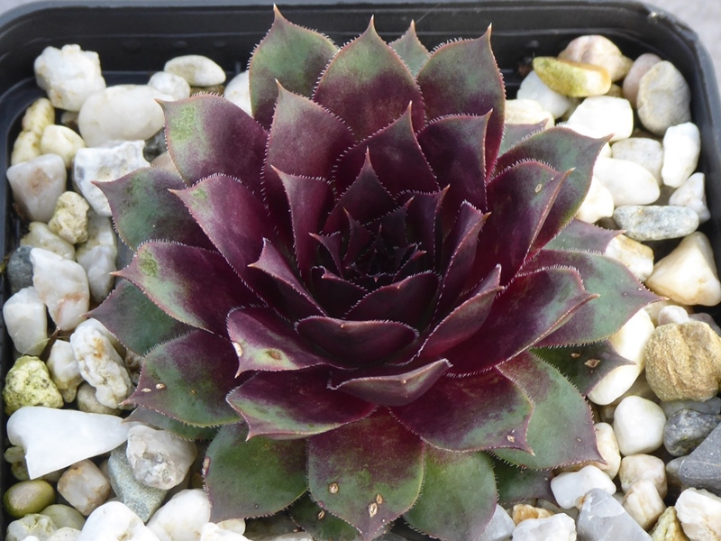 Dragonella (Netzfund)