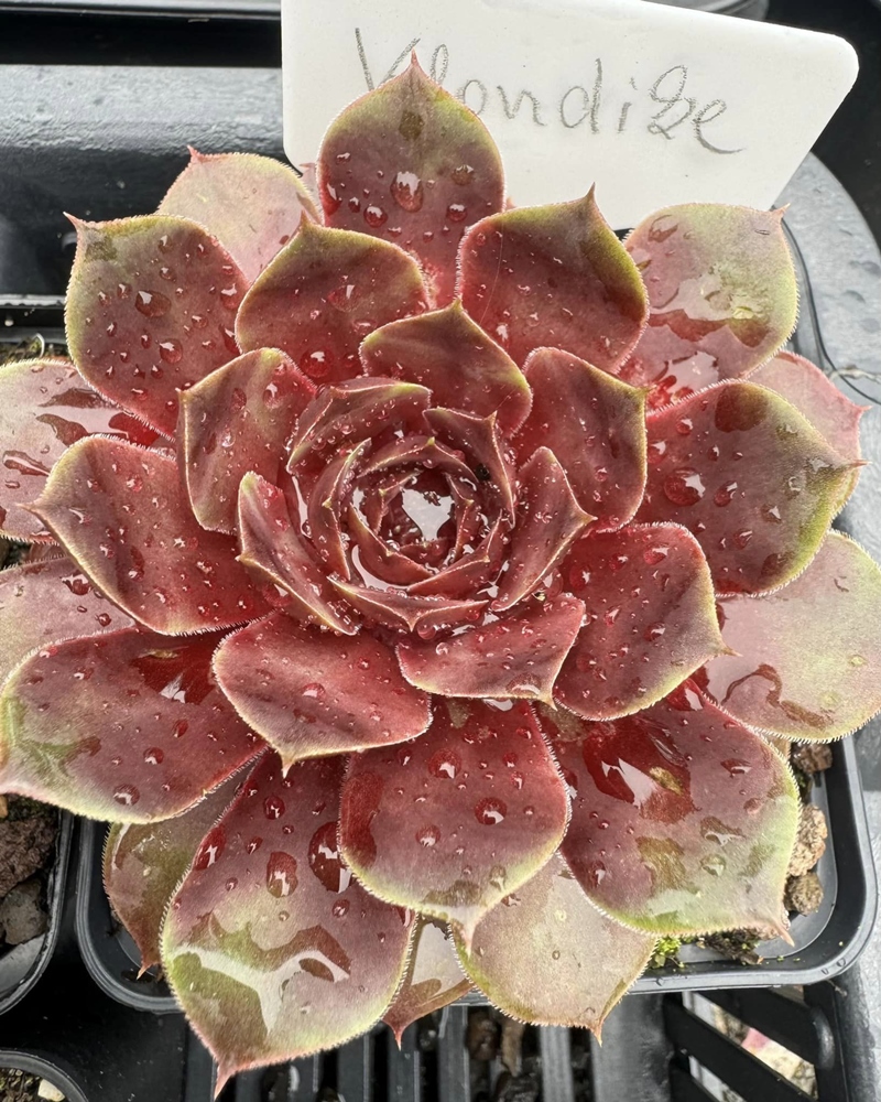 Klondike (NNG)