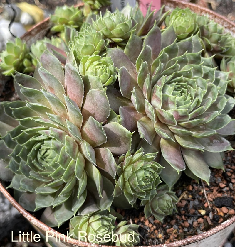 Little Pink Rosebud