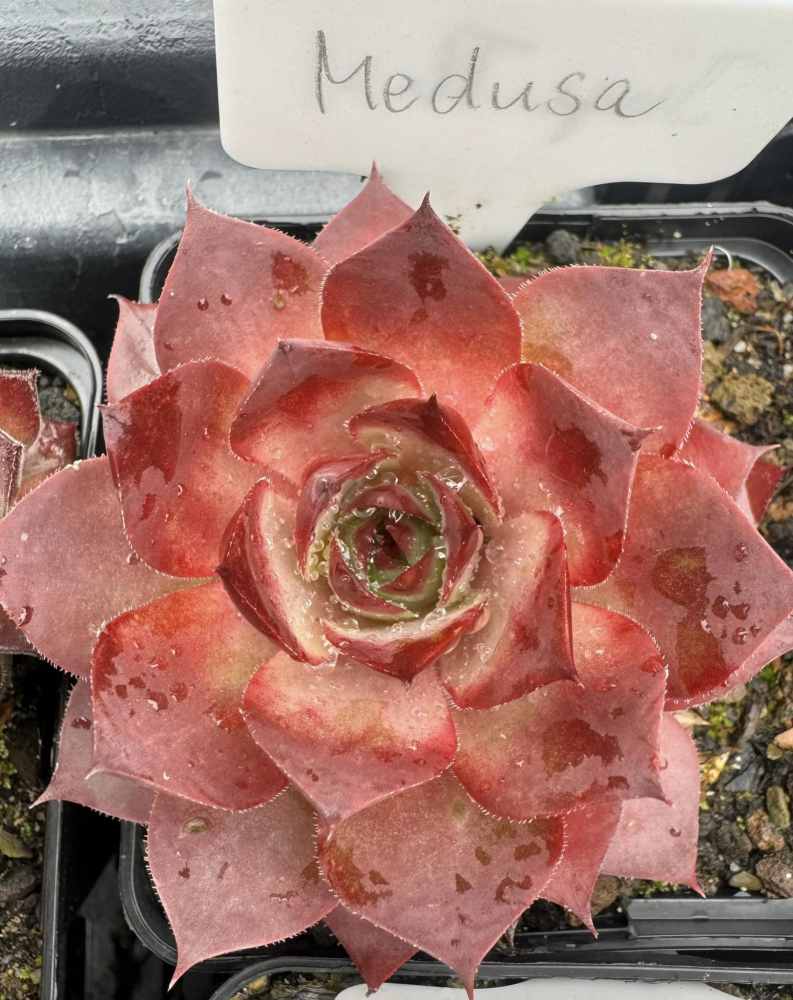 Medusa (NNG)