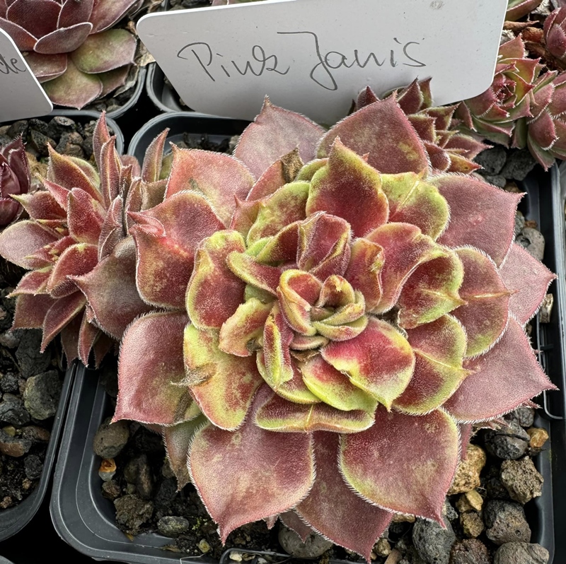 Pink Janis