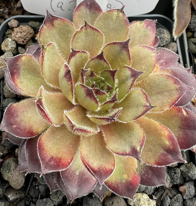 Queen Elizabeth (NG)
