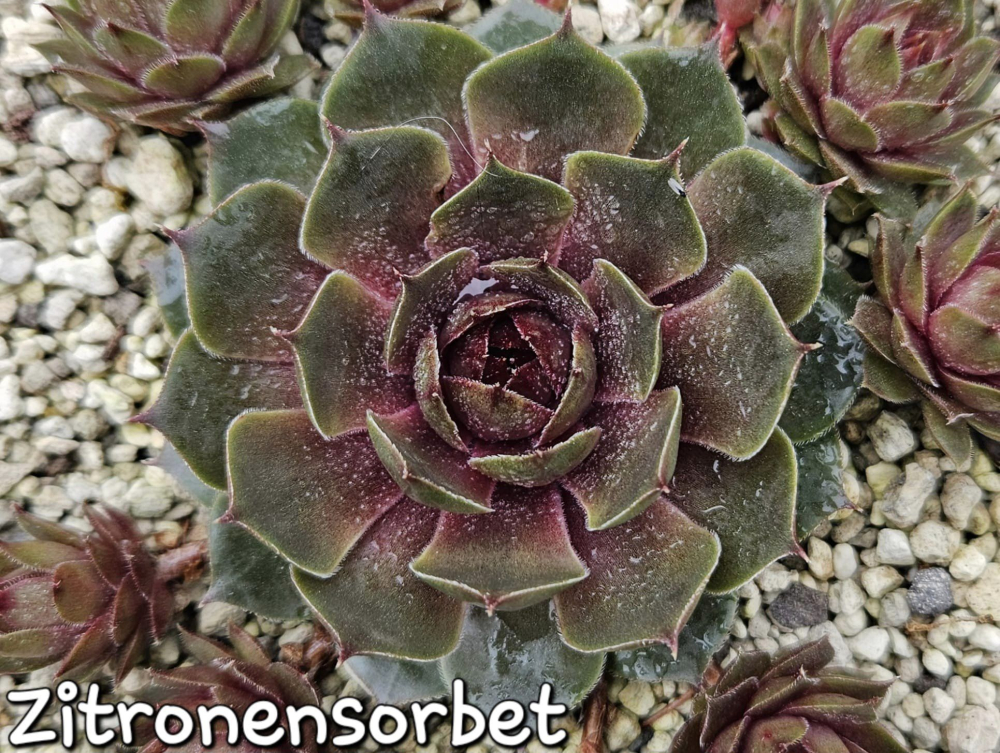 Zitronensorbet (Netzfund)