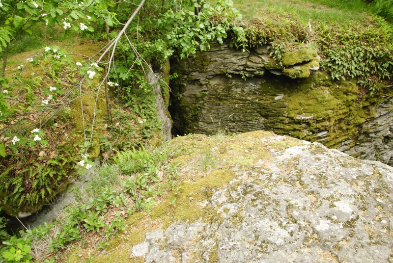 globiferum ssp. hirtum (preissianum) from Zadná Kalamárka