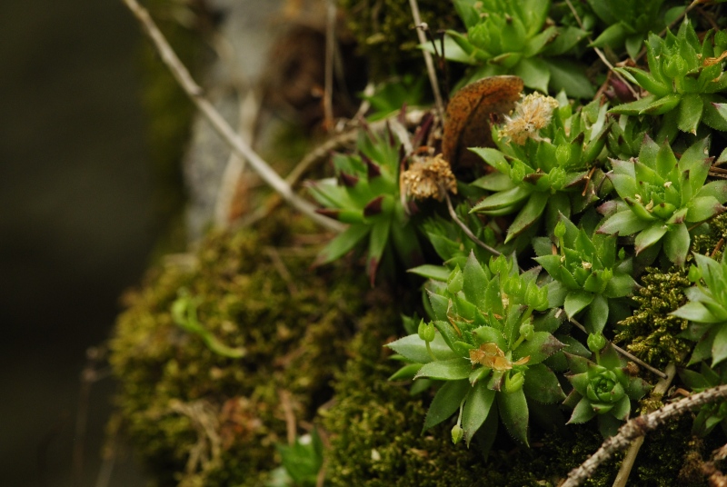 globiferum ssp. hirtum (preissianum) from Zadná Kalamárka