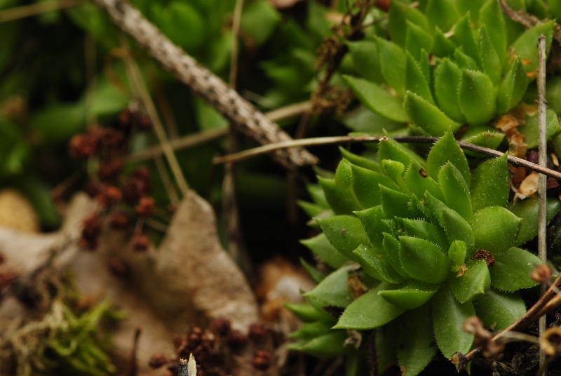 globiferum ssp. hirtum (preissianum) from Zadná Kalamárka