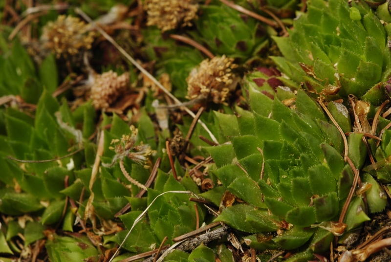 globiferum ssp. hirtum (preissianum) from Zadná Kalamárka