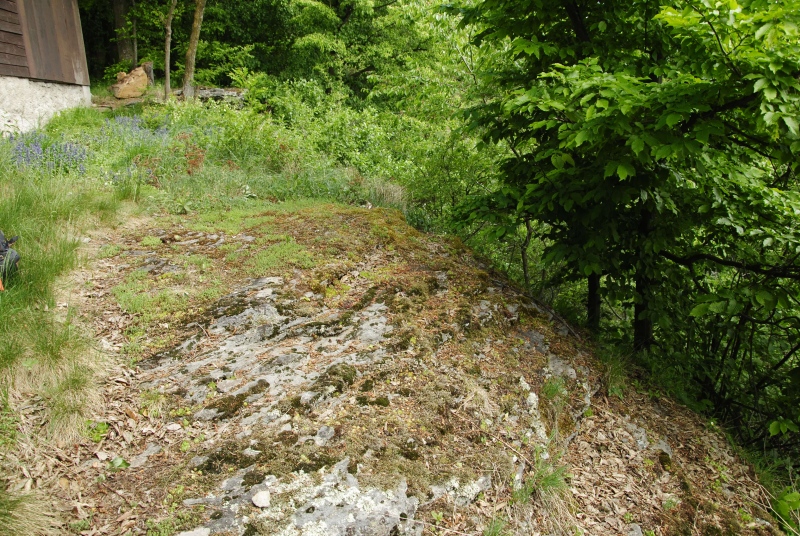 globiferum ssp. hirtum (preissianum) from Predná Kalamárka