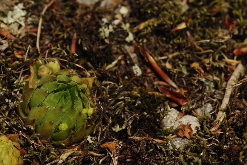 globiferum ssp. hirtum (preissianum) from Predná Kalamárka