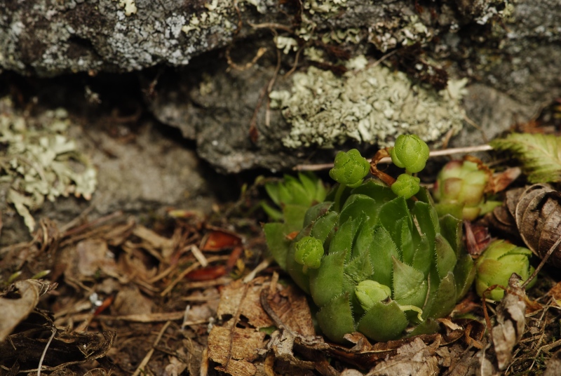 globiferum ssp. hirtum (preissianum) from Predná Kalamárka