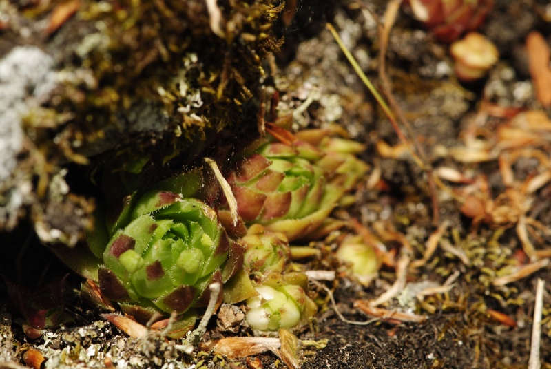 globiferum ssp. hirtum (preissianum) from Predná Kalamárka