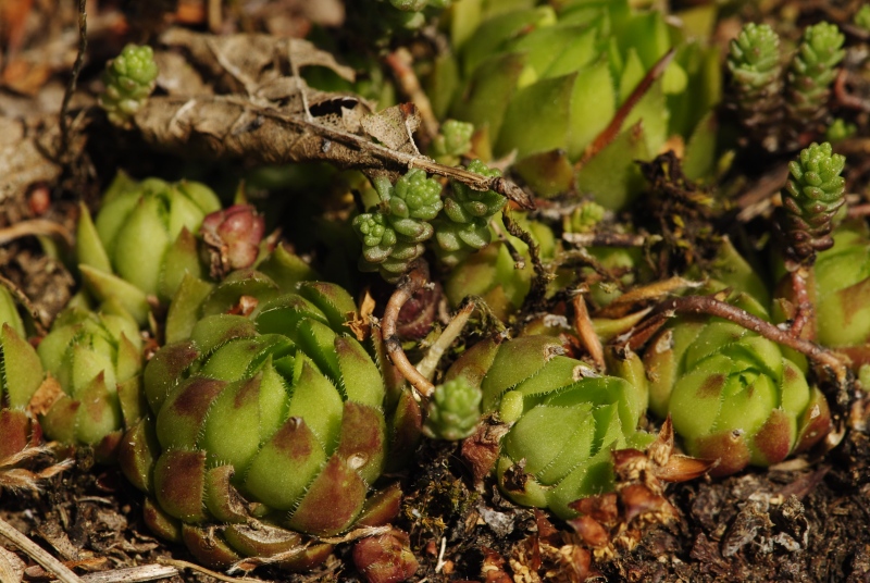 globiferum ssp. hirtum (preissianum) from Predná Kalamárka