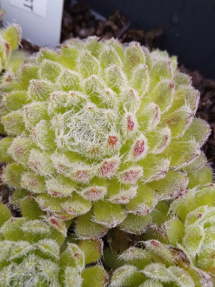 Apricot Dust