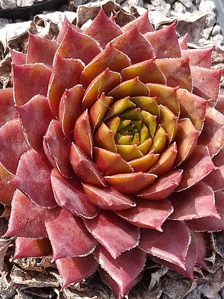 Coral Beauty