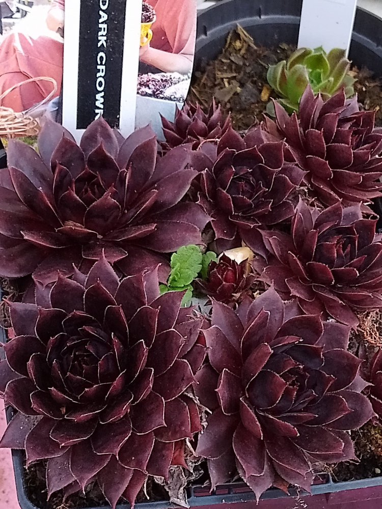 Dark Crown