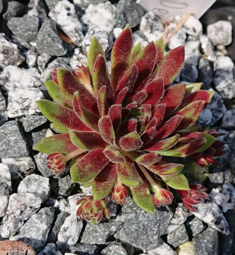 Devils Flame