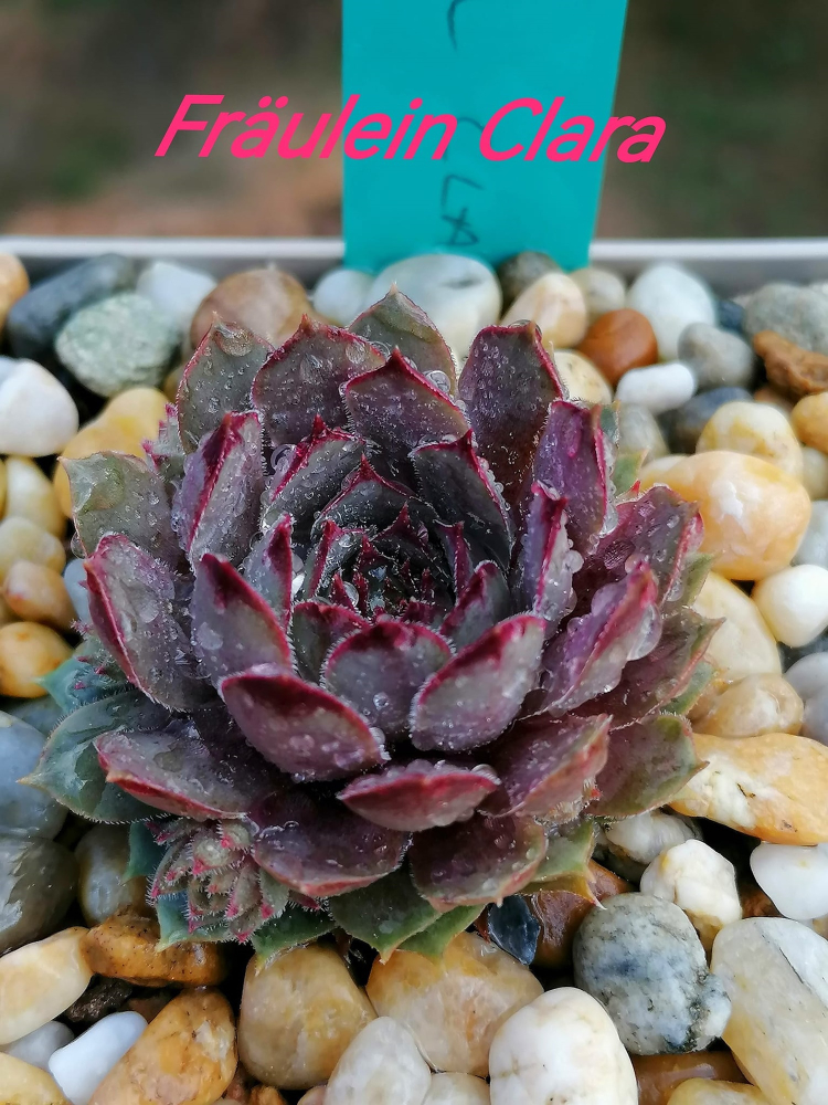 Fräulein Clara