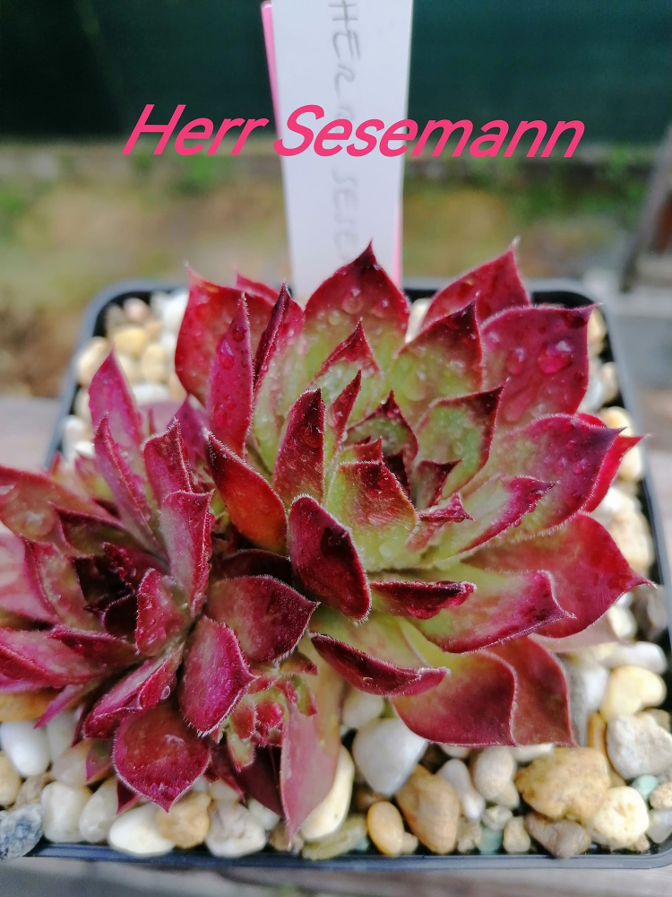 Herr Sesemann