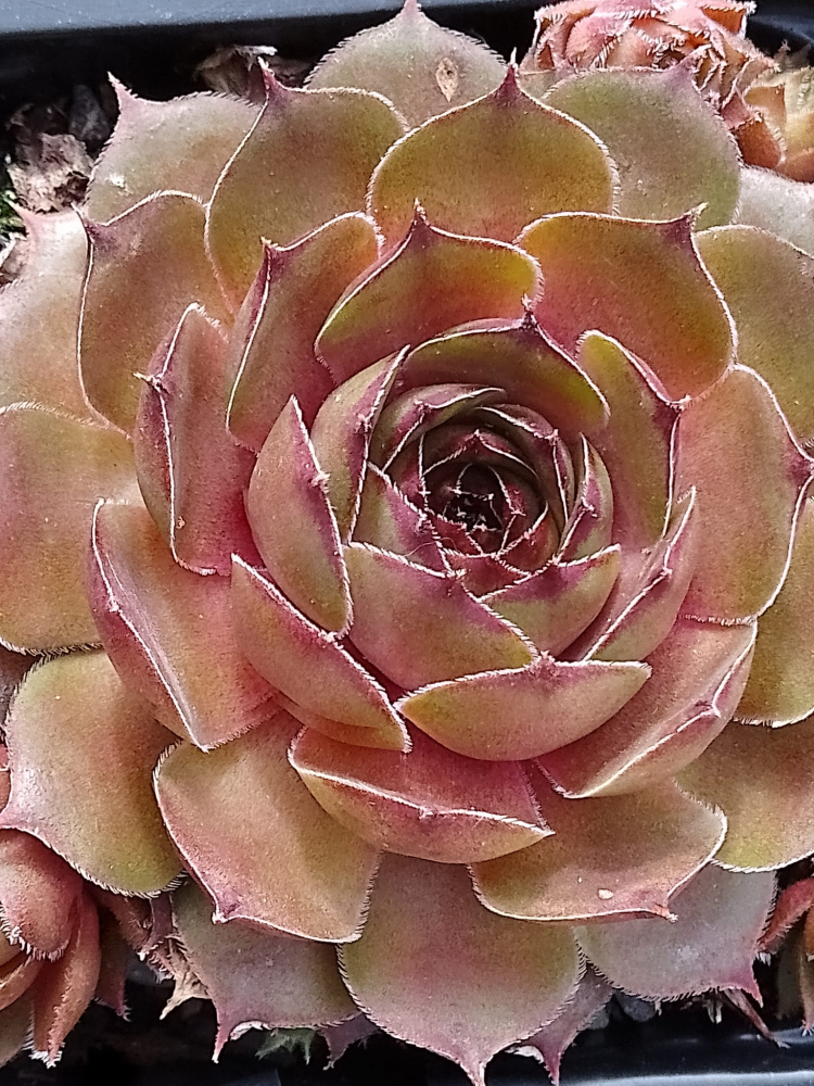 Just Pinkest